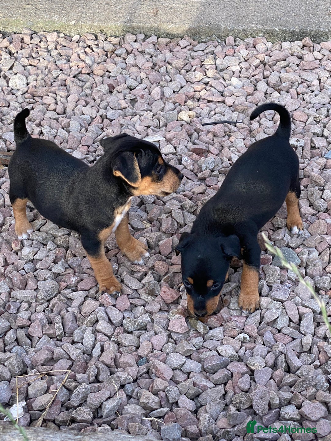 Jack Russell dogs for sale: Short legged smooth coated Jack Russell puppies  - Image 4