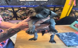 Chinese Crested dogs for sale: Stunning part hairless Chinese crested pups - Image 6