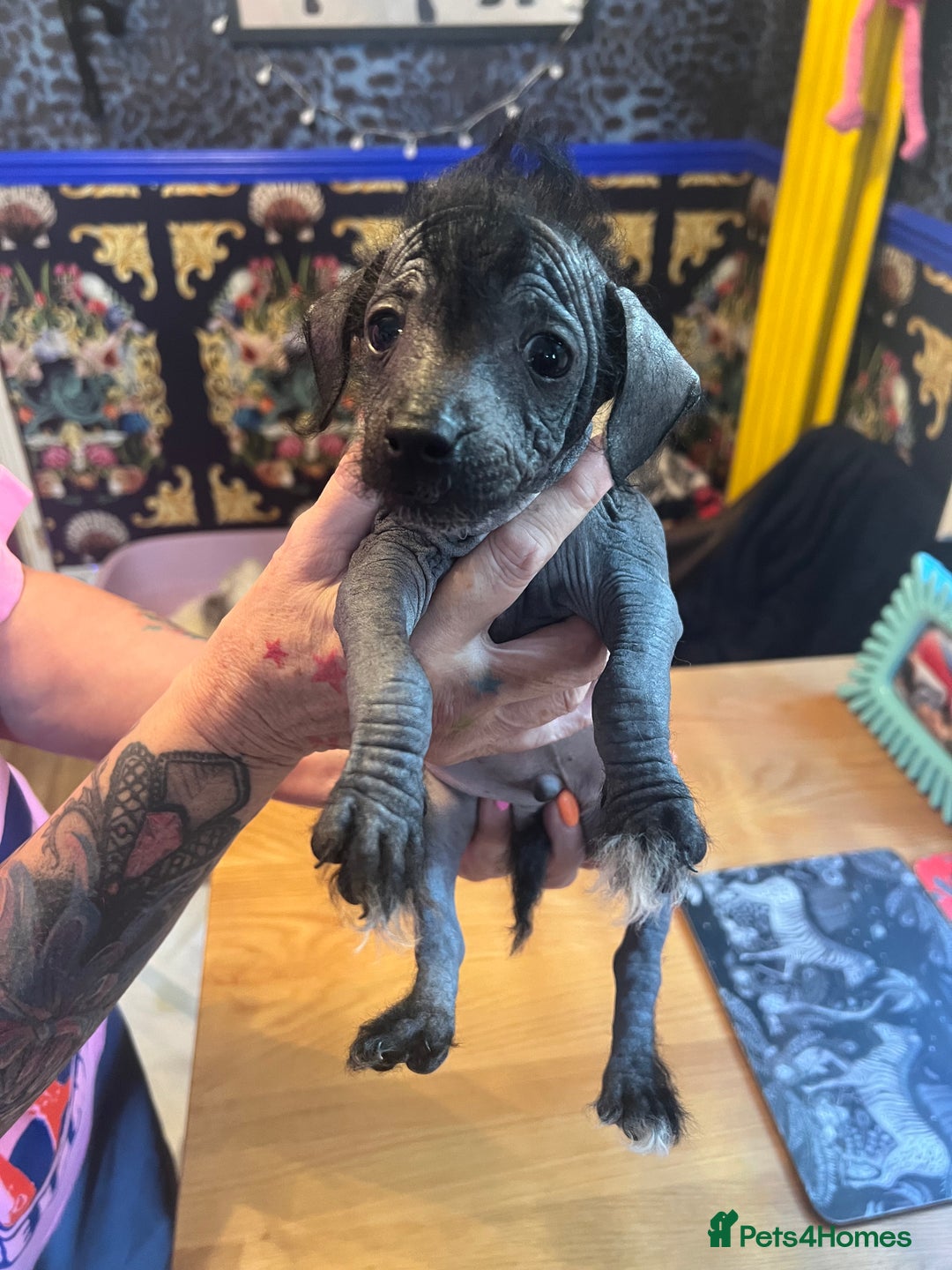 Chinese Crested dogs for sale: Stunning part hairless Chinese crested pups - Image 6