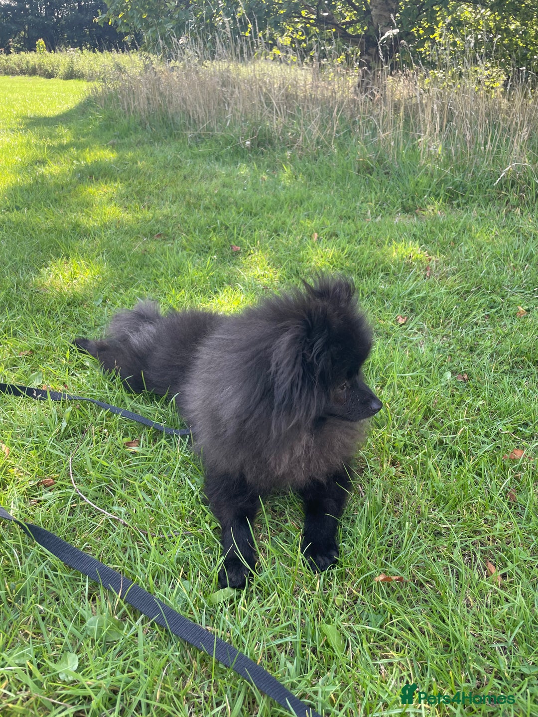 Pomeranian dogs for sale: Pomeranian for sale - Image 2