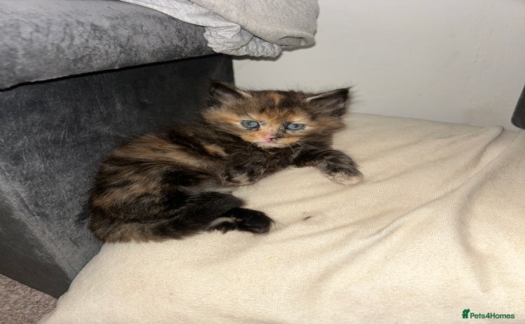 Domestic Shorthair cats - Advert 7