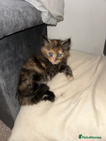 Domestic Shorthair cats - Advert 7