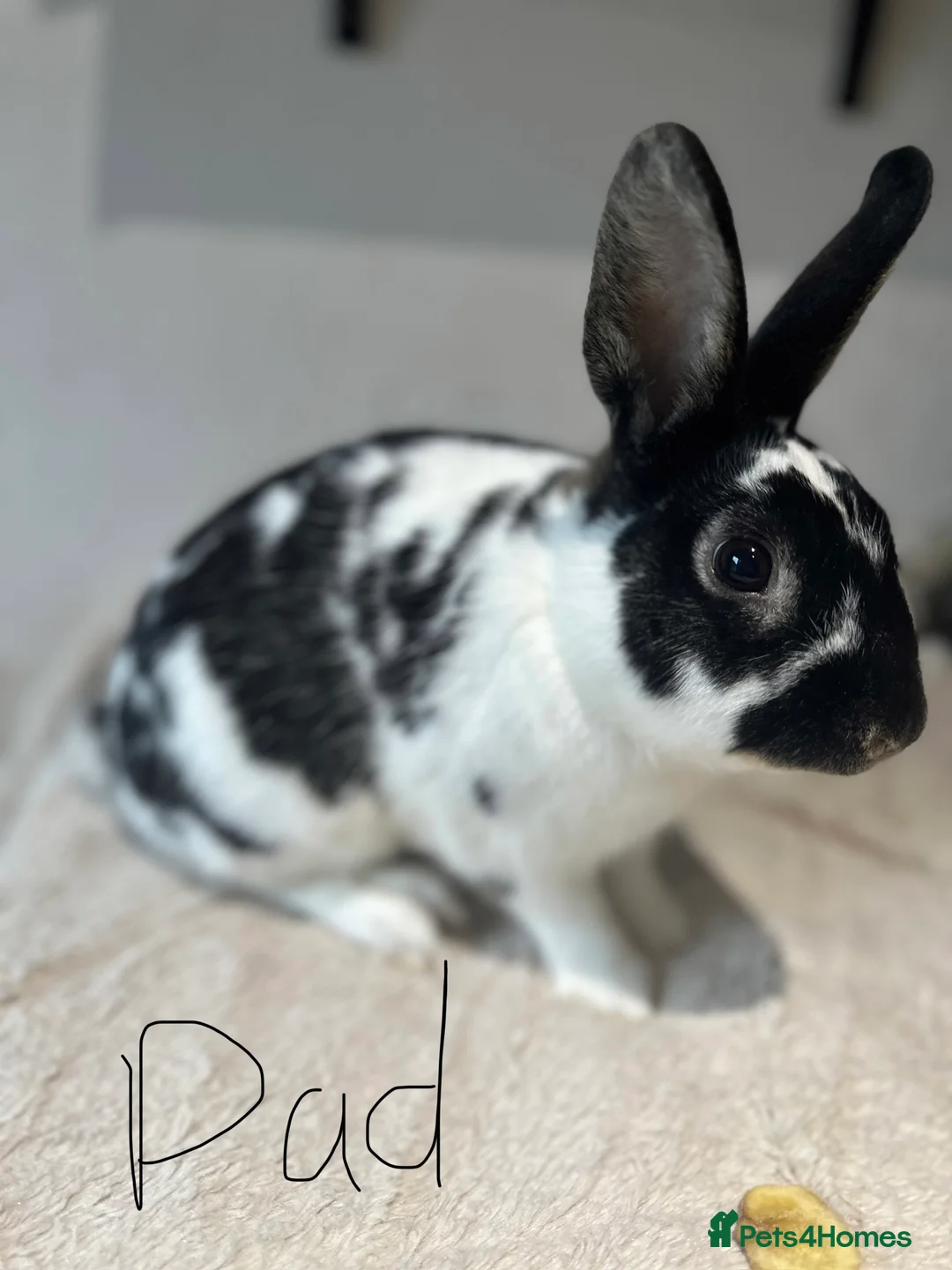 English Spot rabbits for sale: Adorable English Spot x Rex bunnies for sale - Advert 15