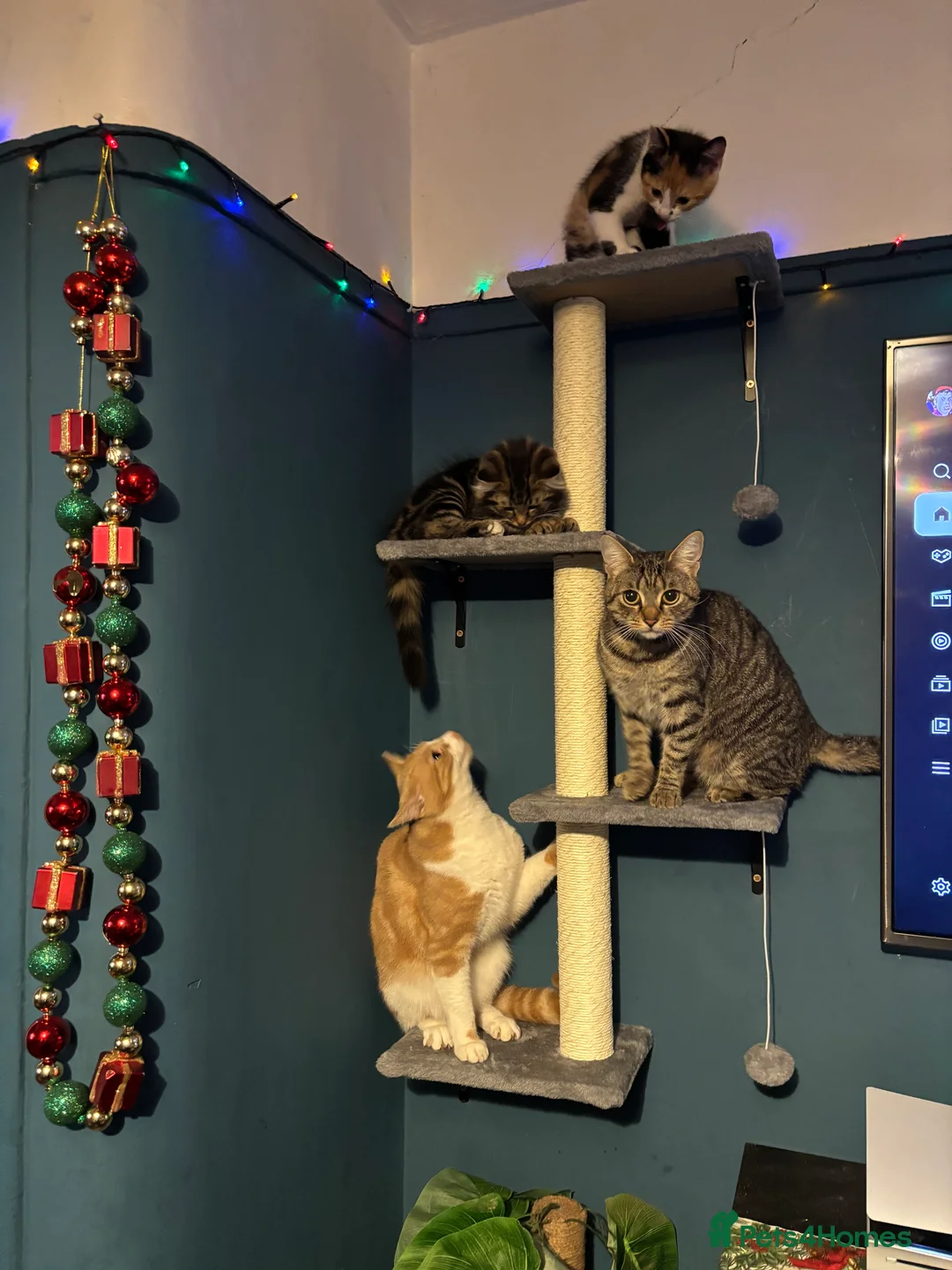 Mixed Breed cats for sale: 4 mixed Kittens british long/shorthair  - Advert 3