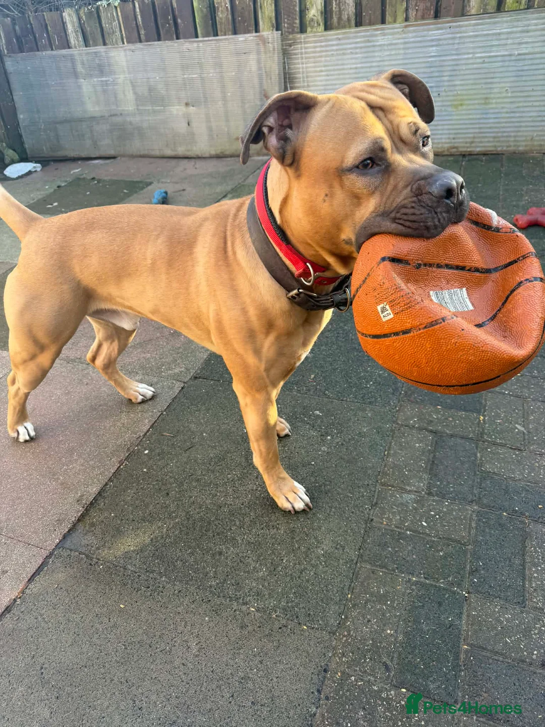 Cane Corso dogs for sale: Cane Corsa - Advert 2