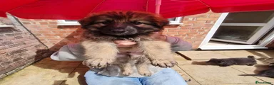 Mixed Breed Puppy 4