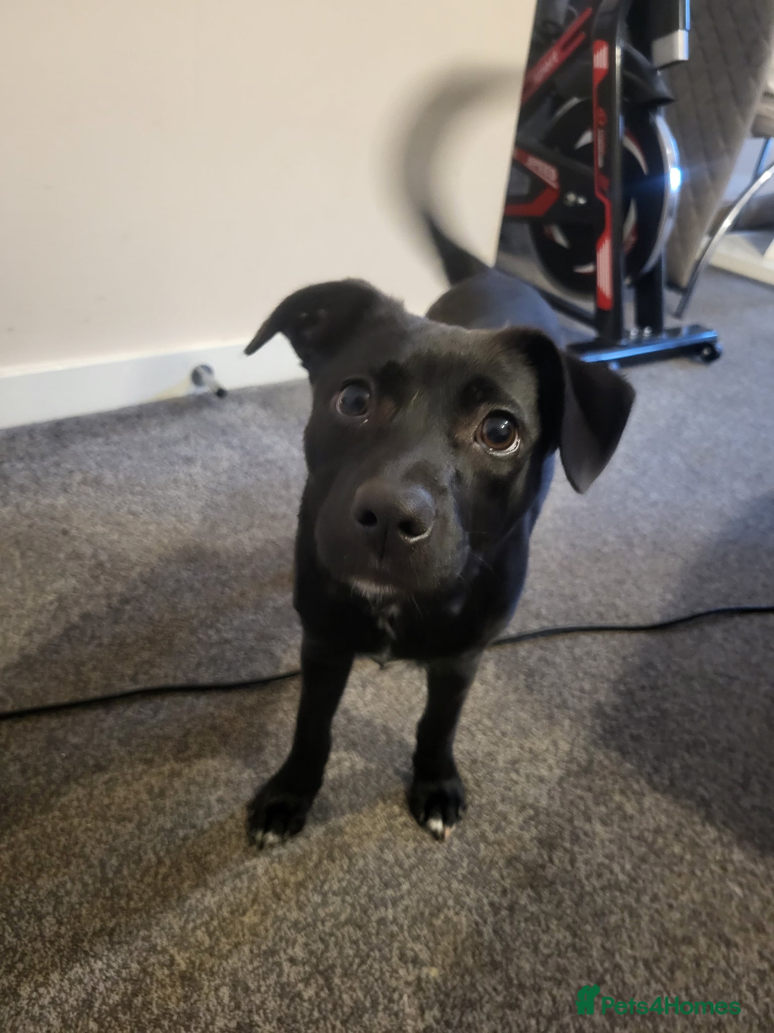 Mixed Breed dogs Staffie X Pomeranian Puppy - Advert 1