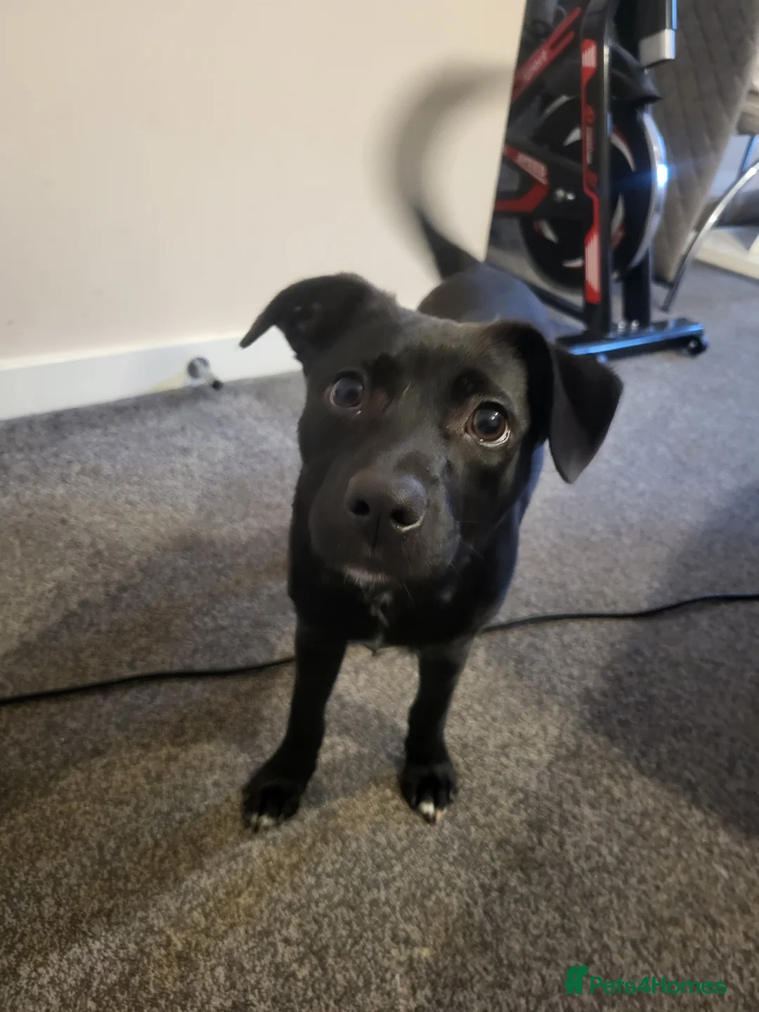 Mixed Breed dogs for sale: Staffie X Pomeranian Puppy - Advert 1