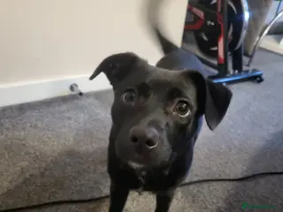 Mixed Breed dogs Staffie X Pomeranian Puppy - Advert 2