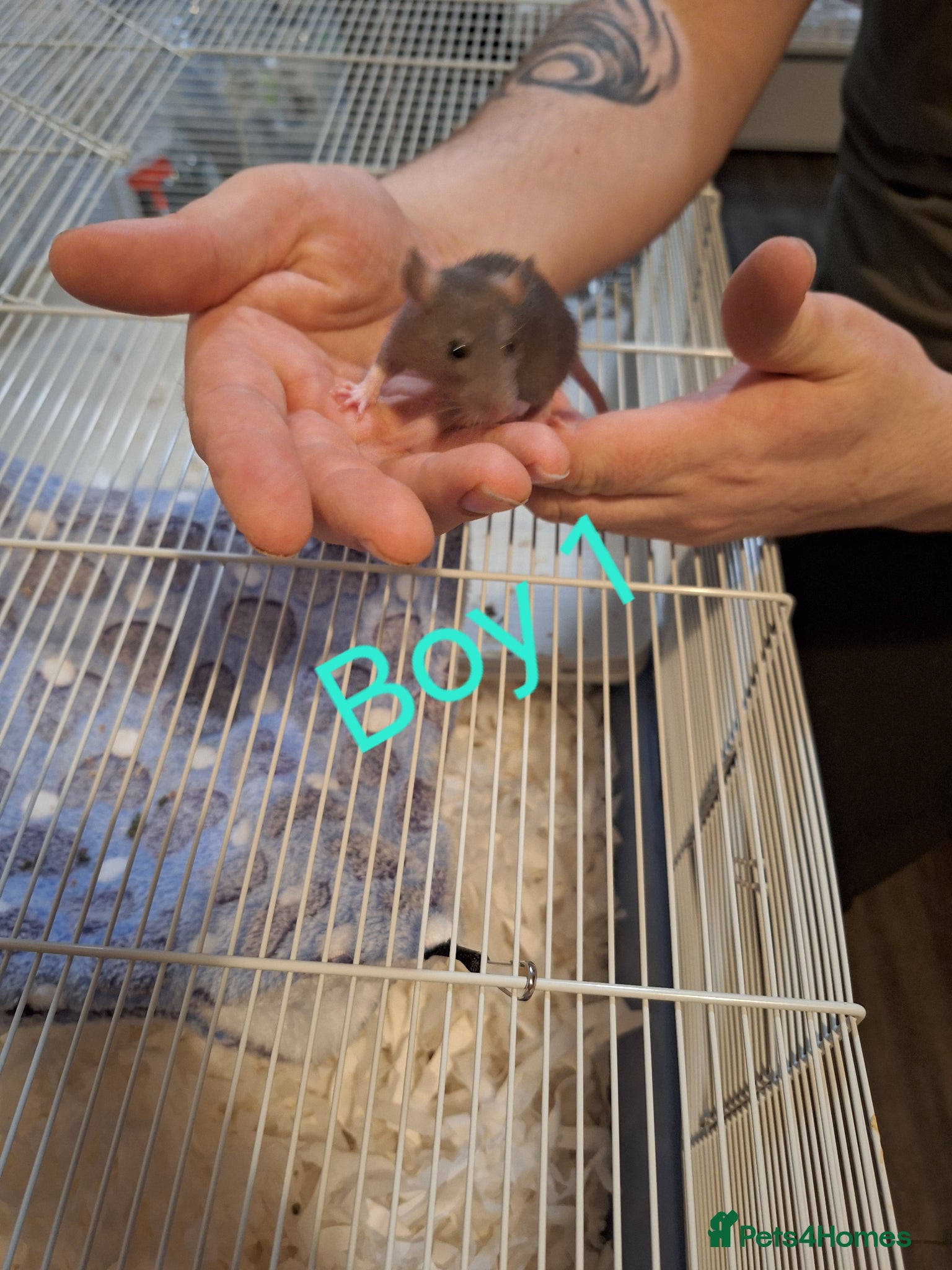 Rat rodents Baby fancy rats male and female  - Advert 4