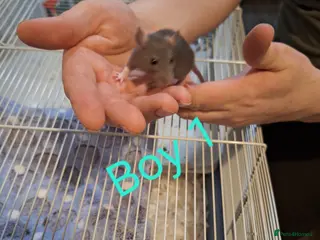 Rat rodents Baby fancy rats male and female - Advert 4
