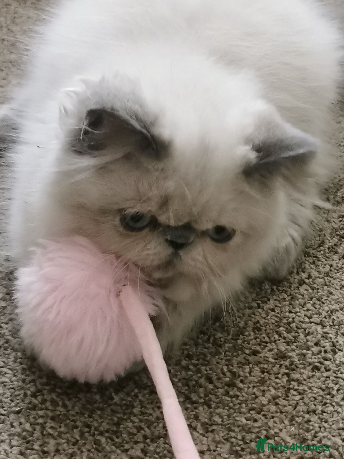 Persian cats Pedigree Persian exotic  - Advert 2