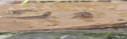 Mixed Breed invertebrates for sale: ☆☆tarantulas ☆ & Baby alpine newts - Advert 3