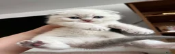 Scottish Fold cats for sale: Scottish fold and straight blue eyed kittens - Advert 1