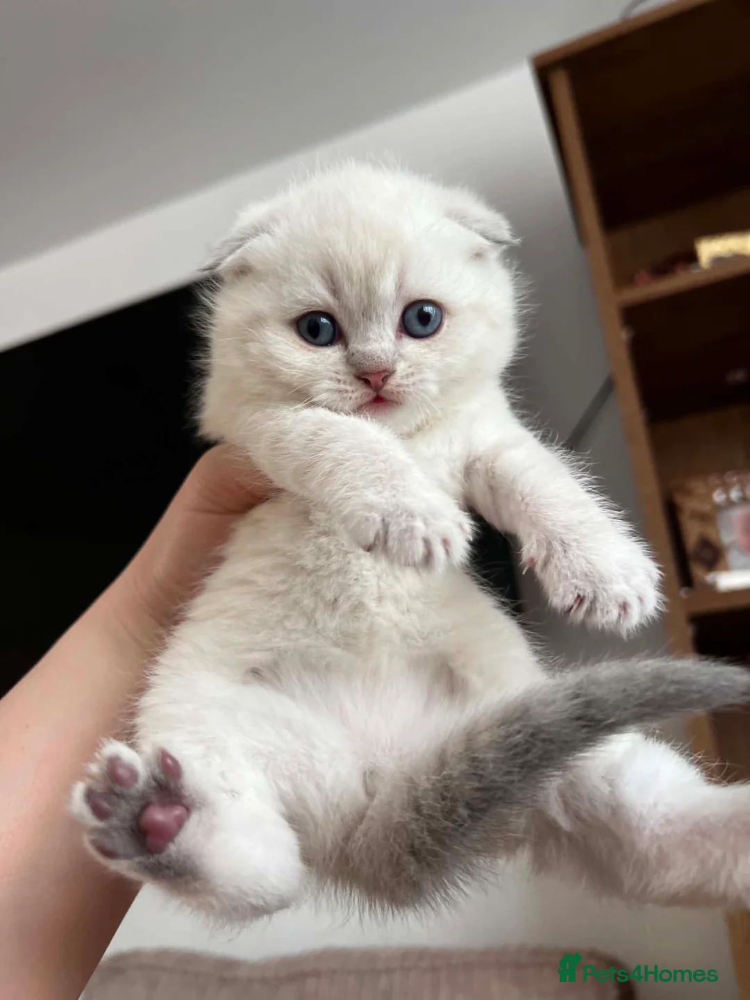 Scottish Fold cats for sale: Scottish fold and straight blue eyed kittens - Advert 1