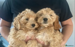 Cockapoo dogs for sale: STUNNING F1 COCKAPOO PUPPIES  - Image 2