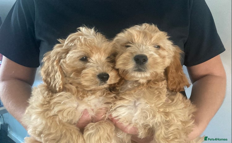 Cockapoo dogs - Advert 2