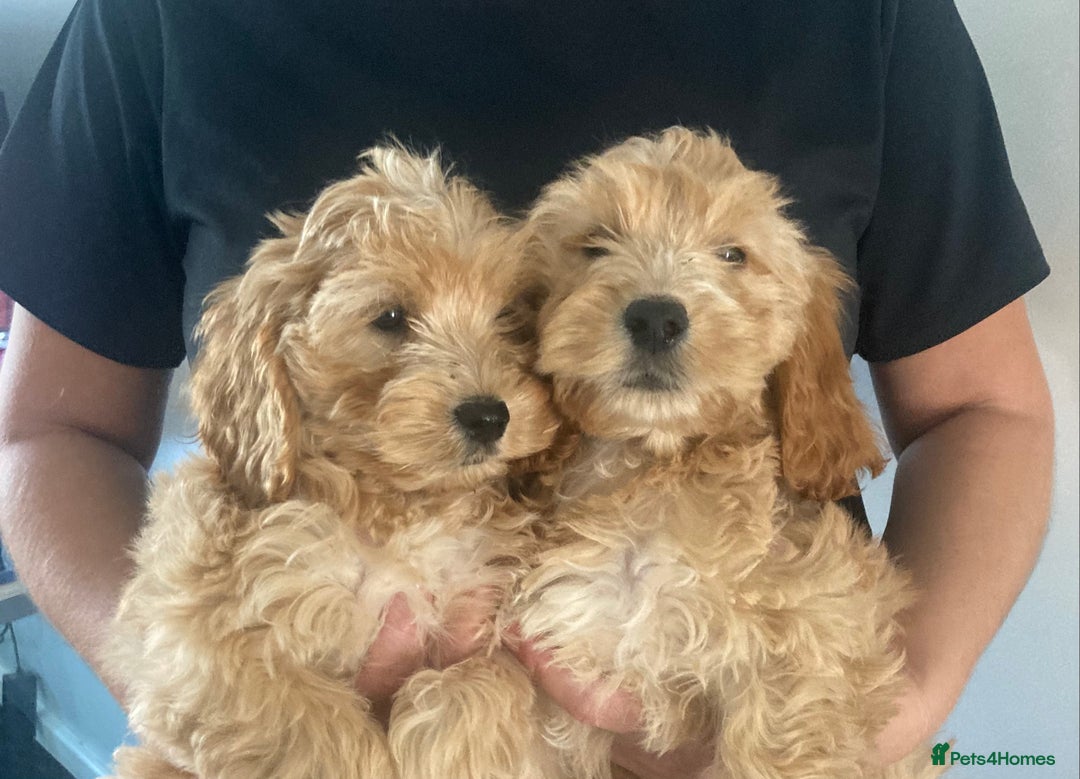 Cockapoo dogs for sale: STUNNING F1 COCKAPOO PUPPIES  - Image 2