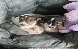 Jack Russell dogs for sale: Piper - Image 2