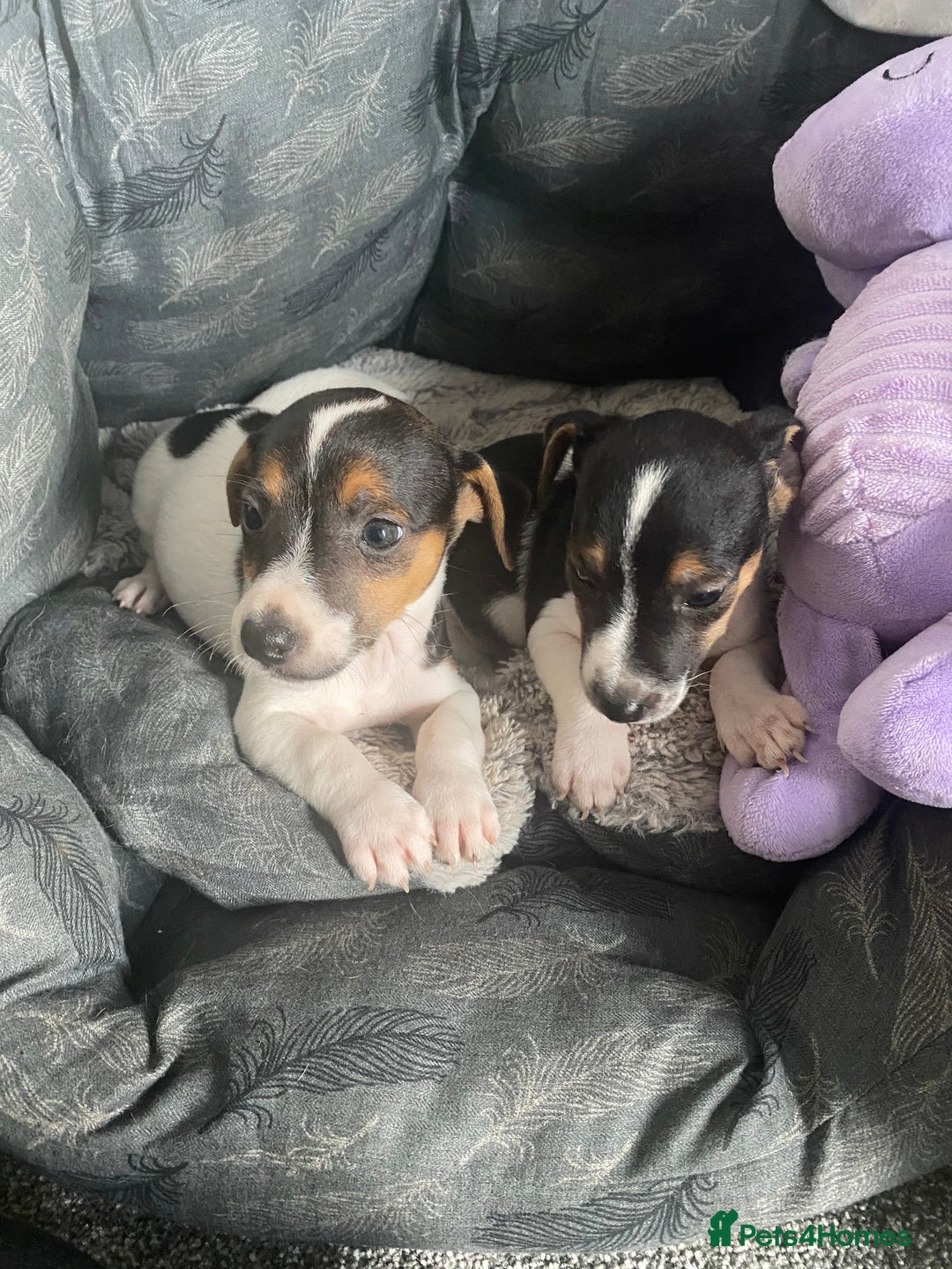 Jack Russell dogs for sale: Piper - Image 2