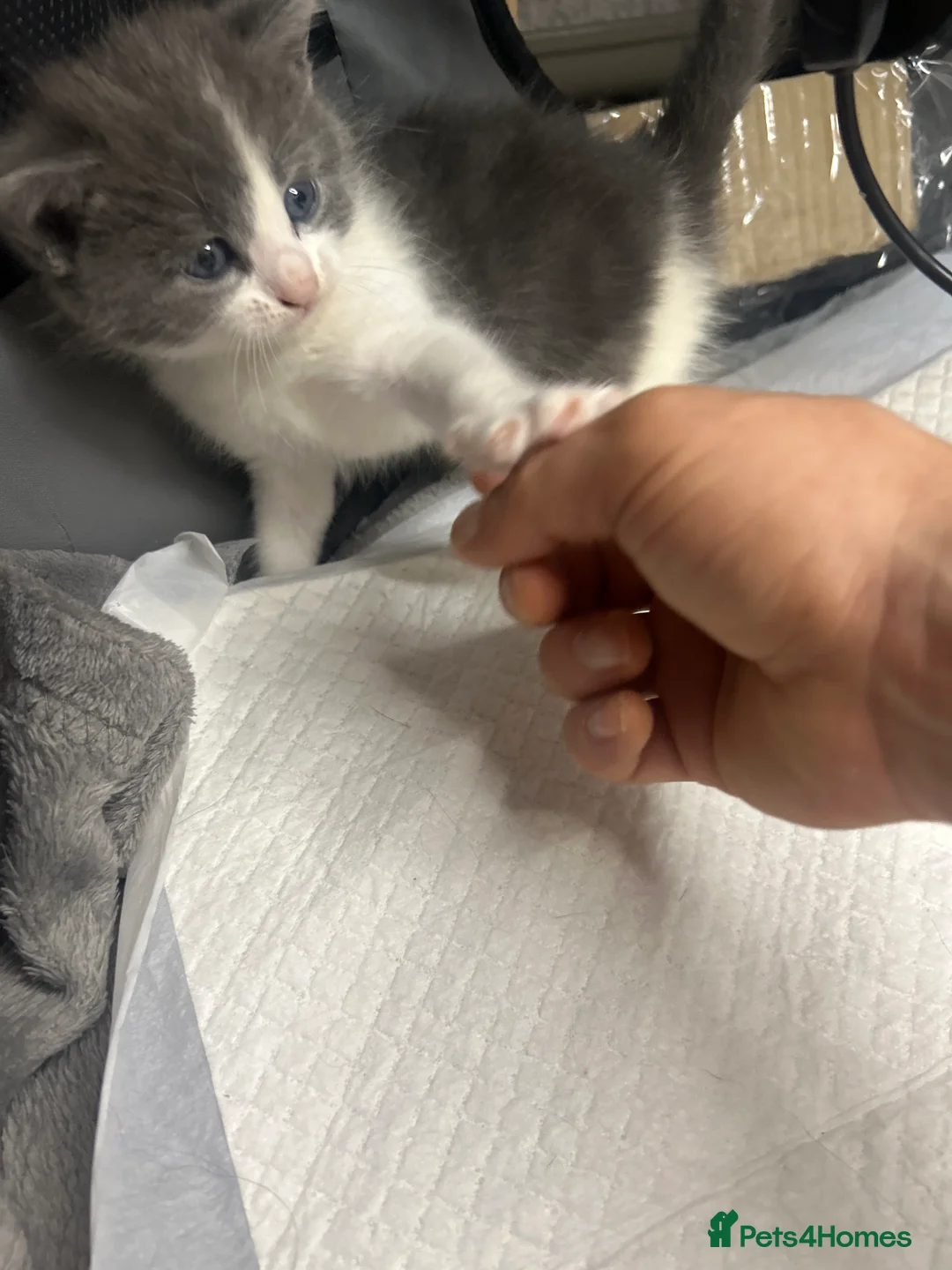 Mixed Breed cats for sale: Beautiful Long Haired x Short Haired Kittens 🐱💚 - Advert 2