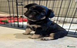 French Bulldog dogs for sale: Visual Fluffy French Bulldogs x 4 Male - Advert 23