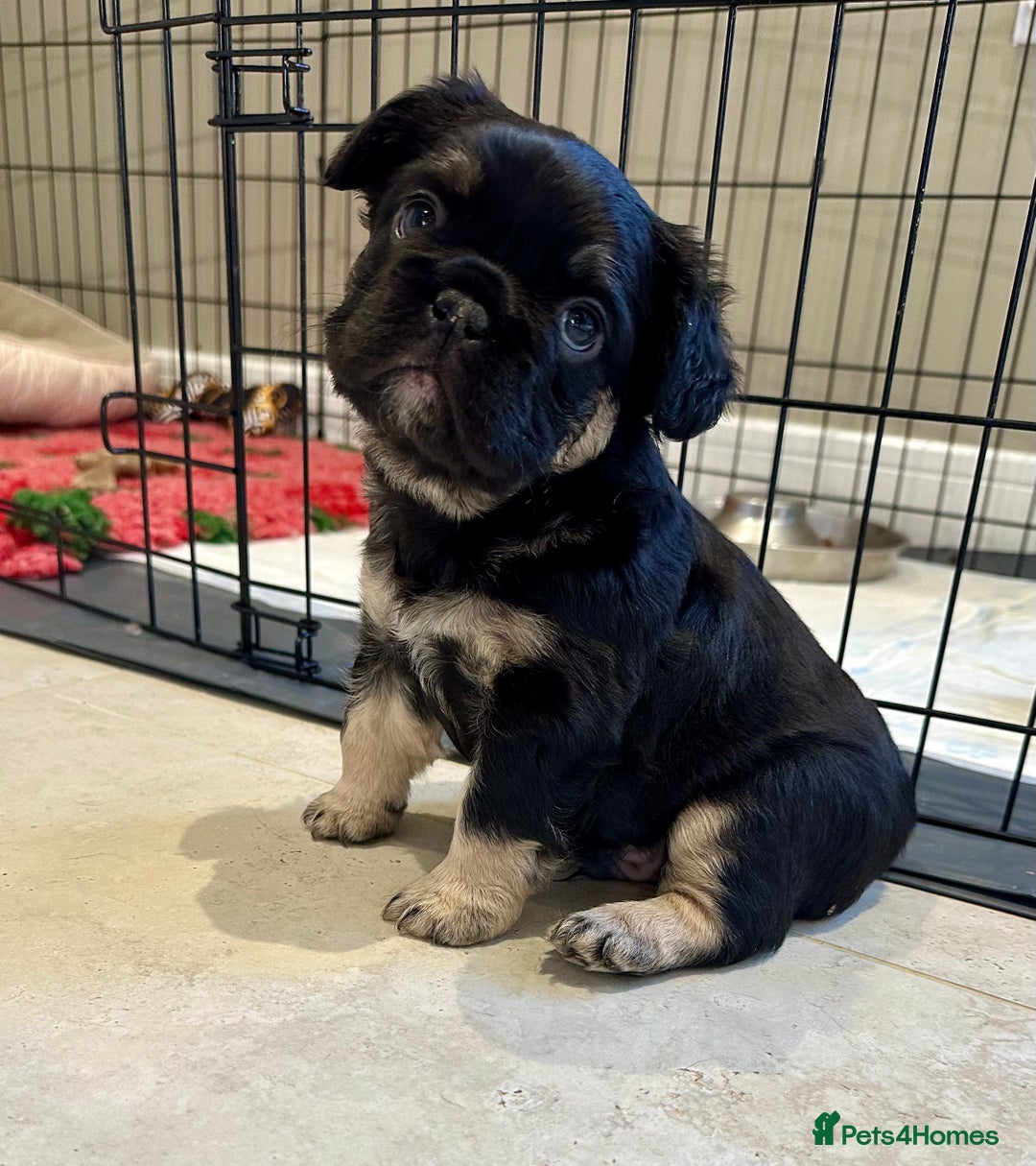 French Bulldog dogs for sale: Visual Fluffy French Bulldogs x 4 Male - Advert 23