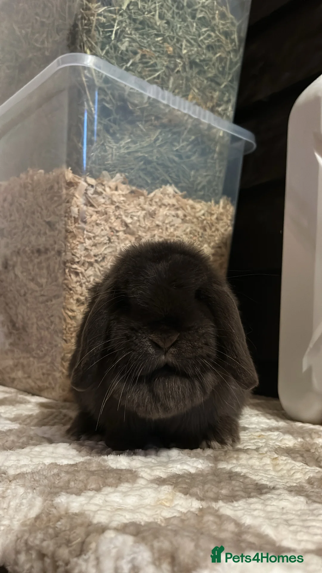 Mini Lop rabbits for sale: Miniature Lop Doe looking for her forever home 🤍 - Advert 3