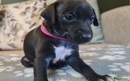 Italian Greyhound dogs for sale: Italian greyhounds - Image 4