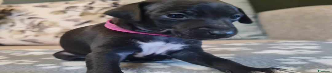 Italian Greyhound Puppy 2 (Rosie)