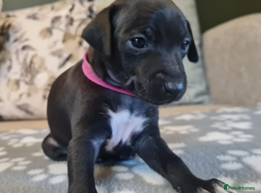 Italian Greyhound dogs for sale: Italian greyhounds - Image 4