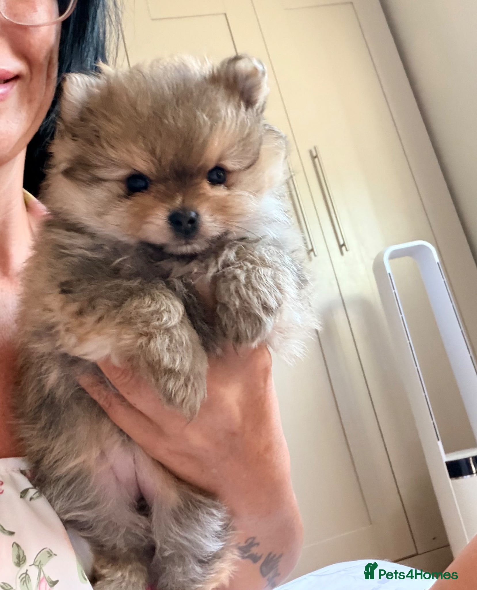 Pomeranian dogs Tiny mini toy girl 🩷 Pomeranian teddy face - Advert 1