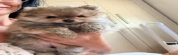Pomeranian dogs for sale: Tiny mini toy girl 🩷 Pomeranian teddy face - Advert 1
