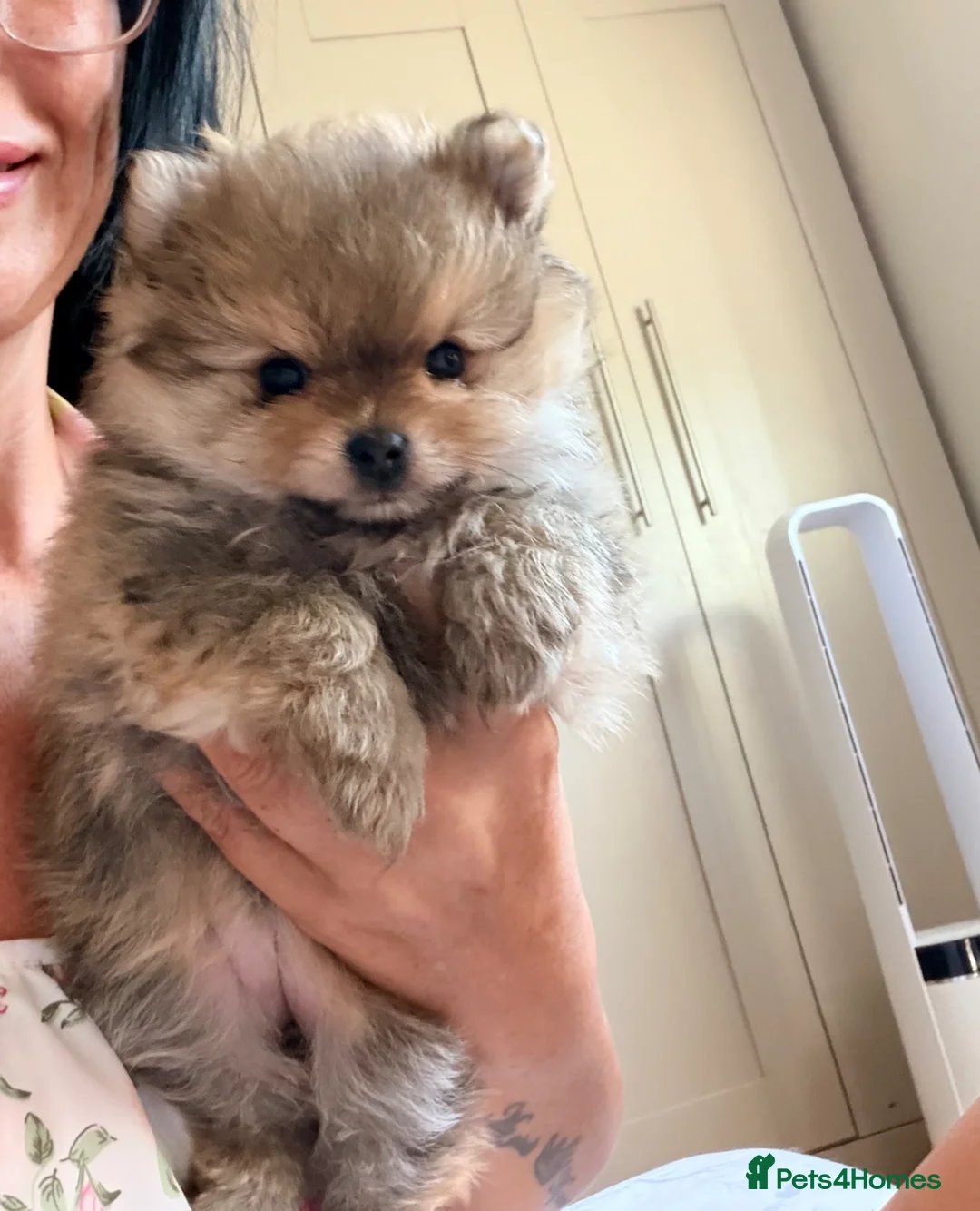 Pomeranian dogs for sale: Tiny mini toy girl 🩷 Pomeranian teddy face - Advert 1