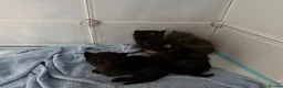 Mixed Breed cats for sale: 2 beautiful kittens for sale  - Advert 24
