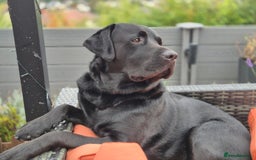 Labrador Retriever dogs for stud: 2yo black 42kg labrador  - Image 2