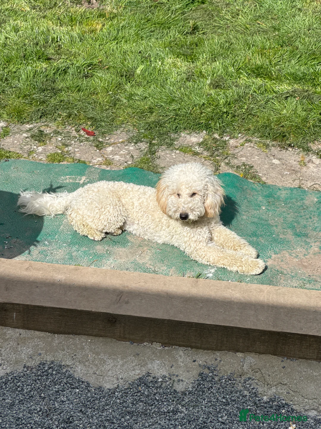Miniature Poodle dogs for sale: Pedegree miniature poodle boy - Advert 2