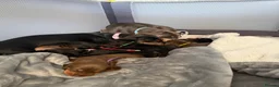 Miniature Dachshund dogs for sale: 6x miniature dachshund puppies - Advert 16