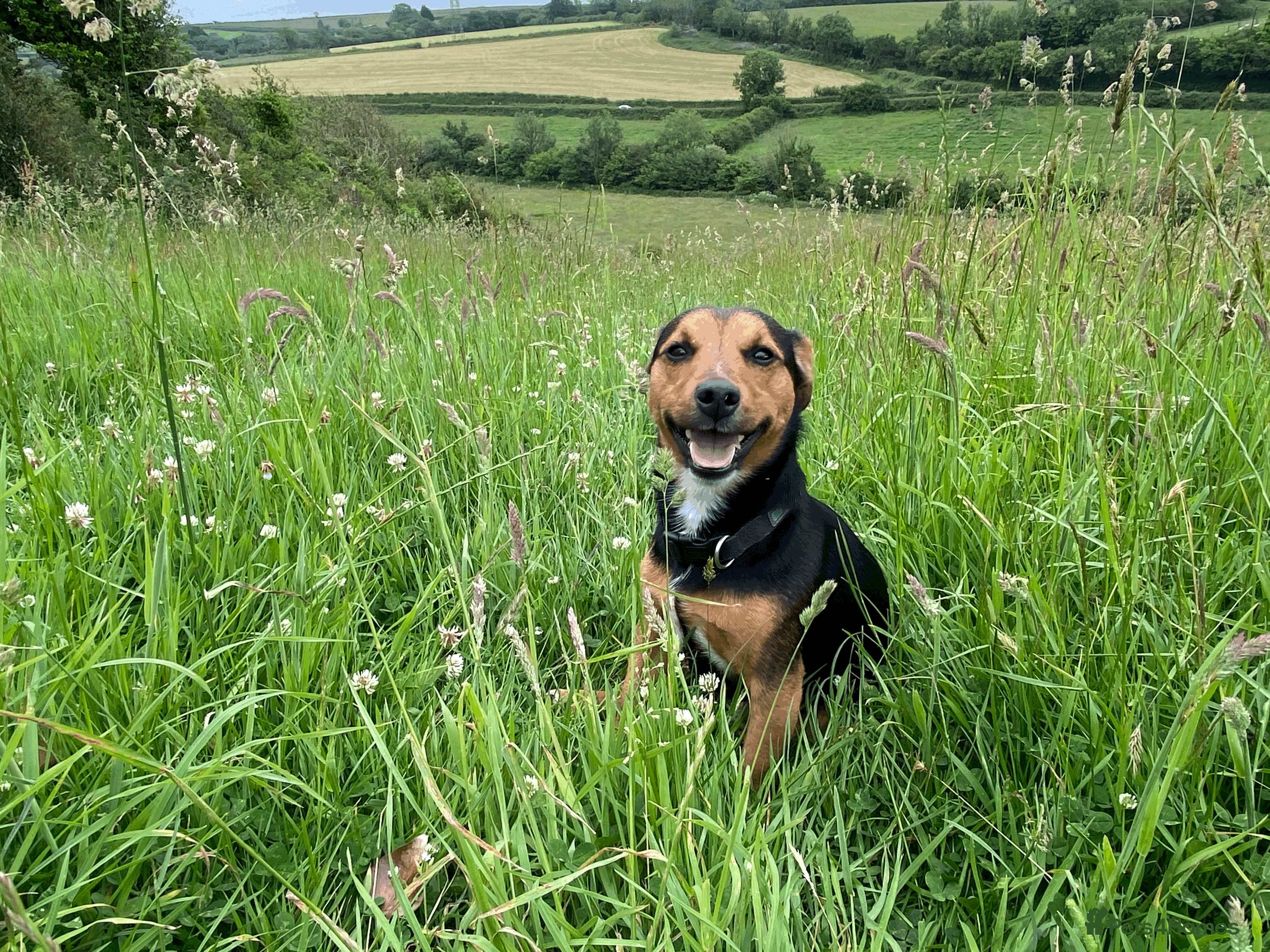 Jack Russell dogs Jack Russel for Stud Black and Tan - Advert 13