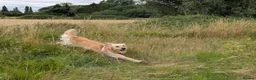 Golden Retriever dogs for sale: Golden retriever  - Advert 3