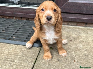 Cocker Spaniel dogs - Advert 31