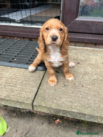 Cocker Spaniel dogs - Advert 1