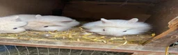 Lionhead rabbits for sale: 3x gorgeous fluffy lionhead bunnies ready to go  - Advert 7