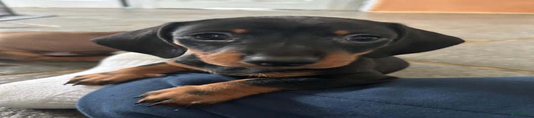 Dachshund Puppy 3