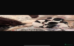 English Springer Spaniel dogs for sale: Beautiful girl looking for her forever family  - Image 1