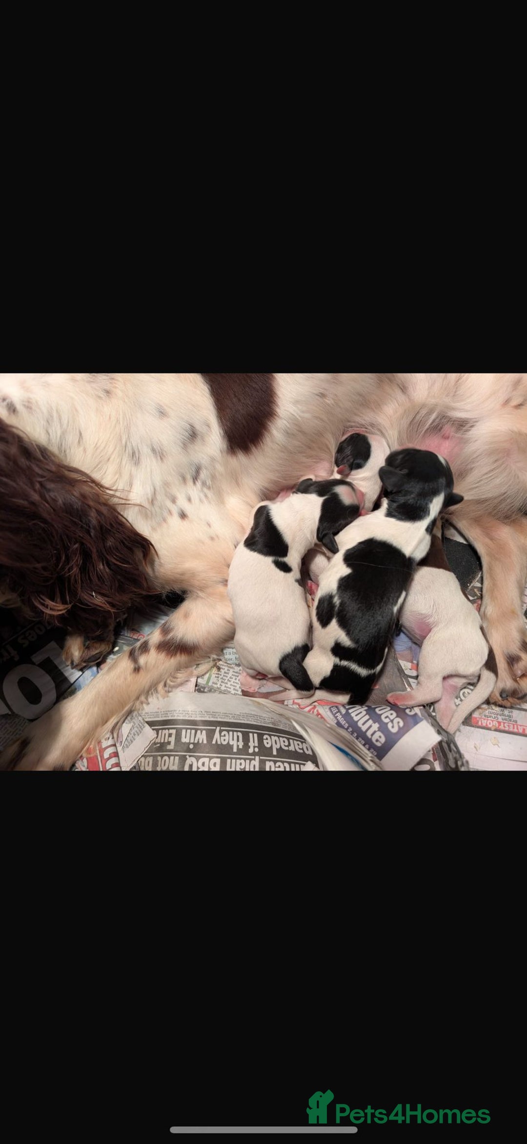 English Springer Spaniel dogs for sale: Beautiful girl looking for her forever family  - Image 1