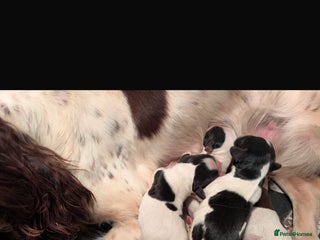 English Springer Spaniel dogs - Advert 6