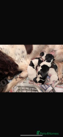 English Springer Spaniel dogs - Advert 1