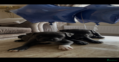 Staffordshire Bull Terrier dogs - Advert 1