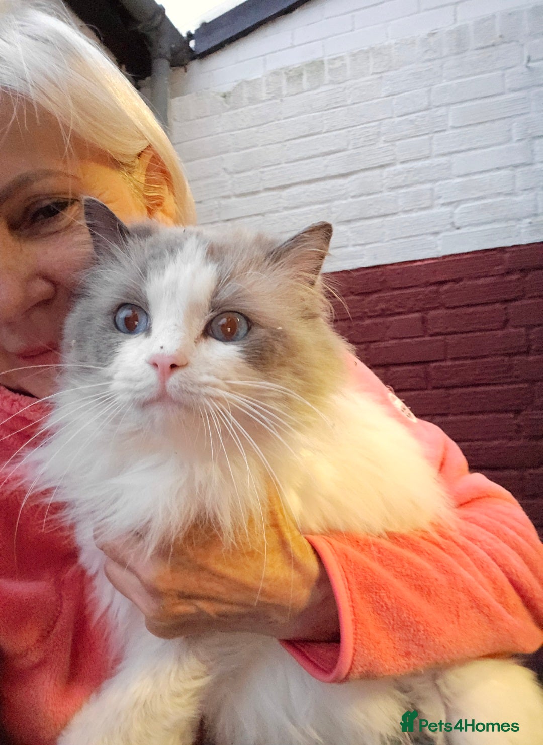 Ragdoll cats for sale: Ragdoll - Advert 3